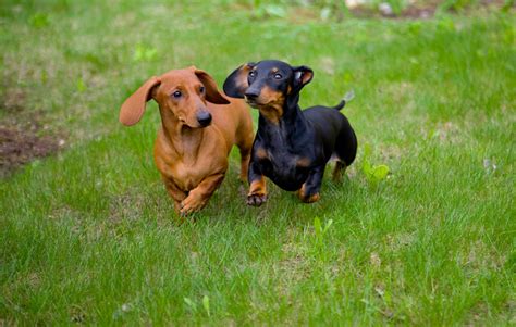 Dachshund rescue of los angeles ca. Things To Know About Dachshund rescue of los angeles ca. 